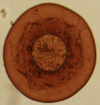 Image of Arcella discoides