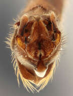 Image de Tipula (Savtshenkia) rufina Meigen 1818
