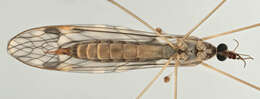 Image de Tipula (Savtshenkia) rufina Meigen 1818