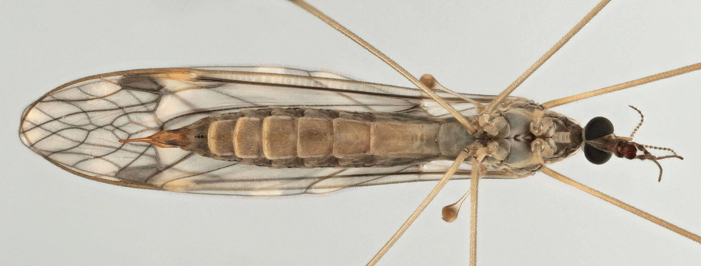 Image of Tipula (Savtshenkia) rufina Meigen 1818