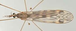 Imagem de Tipula (Savtshenkia) rufina Meigen 1818