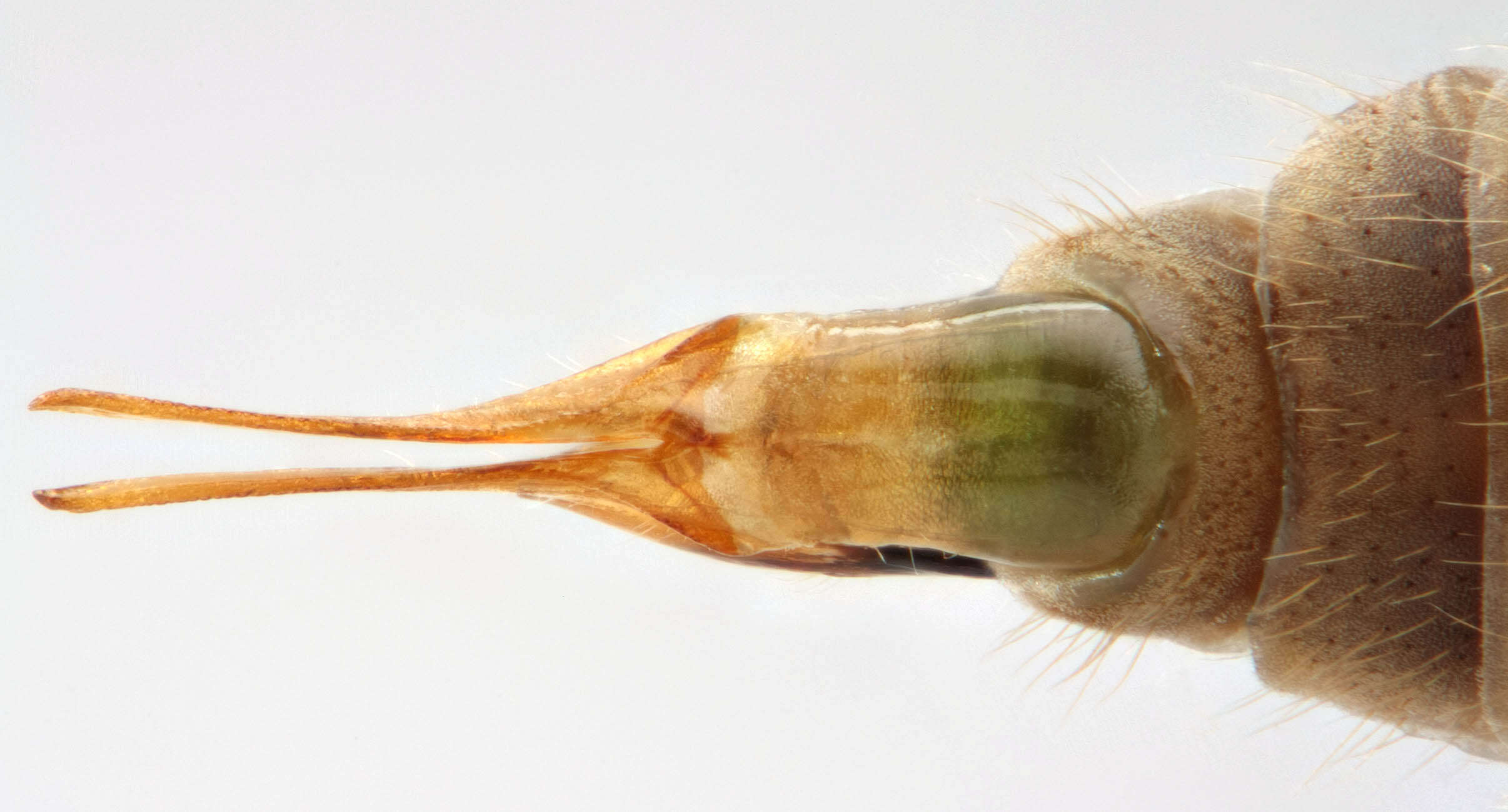 Image of Tipula (Savtshenkia) rufina Meigen 1818