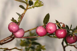 Image of Gaultheria mucronata (L. fil.) E. J. Remy