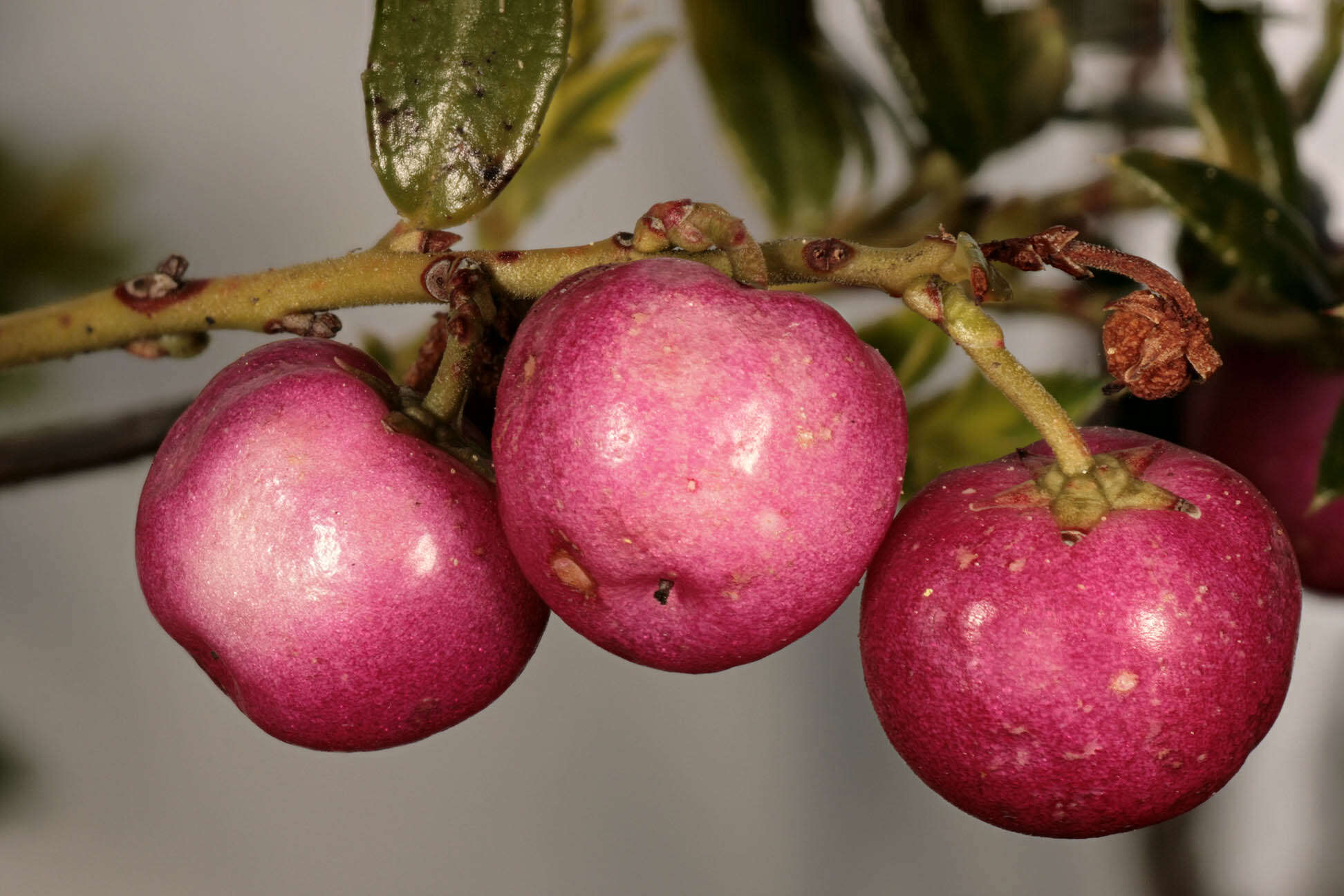 Image of Gaultheria mucronata (L. fil.) E. J. Remy