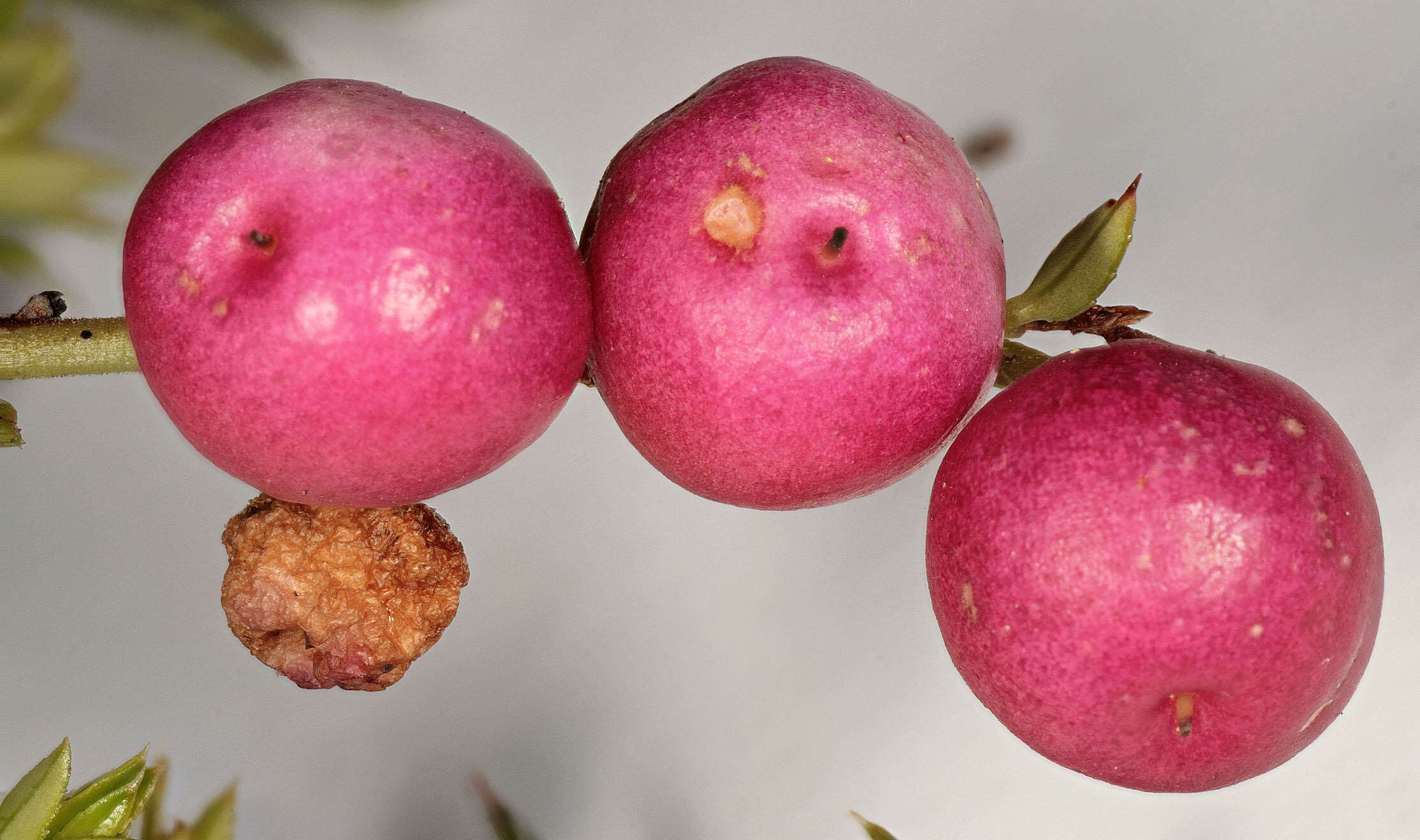 Image of Gaultheria mucronata (L. fil.) E. J. Remy