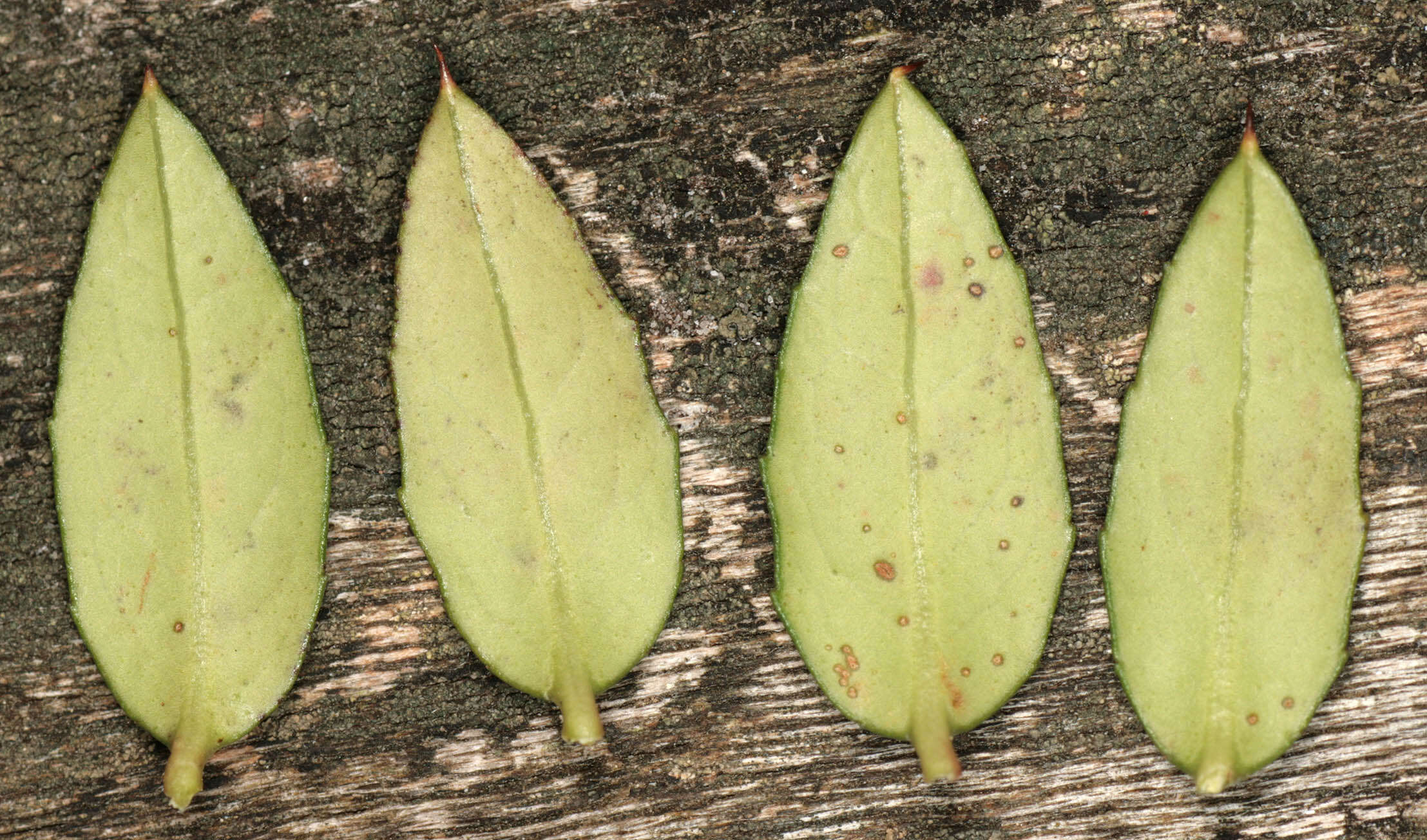 Image of Gaultheria mucronata (L. fil.) E. J. Remy