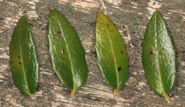 Image of Gaultheria mucronata (L. fil.) E. J. Remy