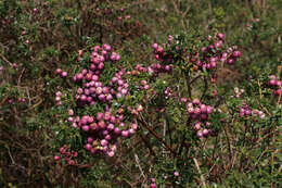 Image of Gaultheria mucronata (L. fil.) E. J. Remy