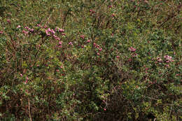 Image of Gaultheria mucronata (L. fil.) E. J. Remy