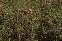 Image of Gaultheria mucronata (L. fil.) E. J. Remy