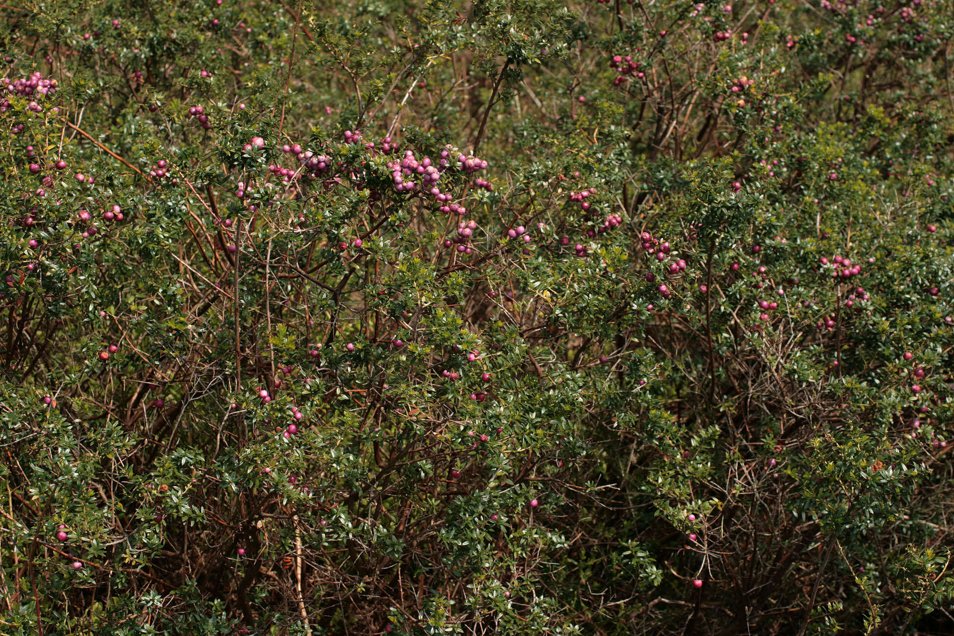 Image of Gaultheria mucronata (L. fil.) E. J. Remy