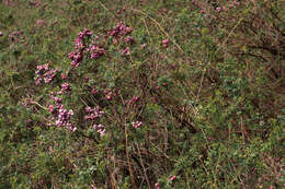 Image of Gaultheria mucronata (L. fil.) E. J. Remy