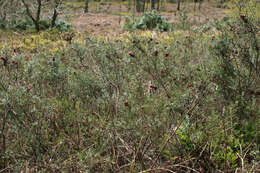 Image of Gaultheria mucronata (L. fil.) E. J. Remy