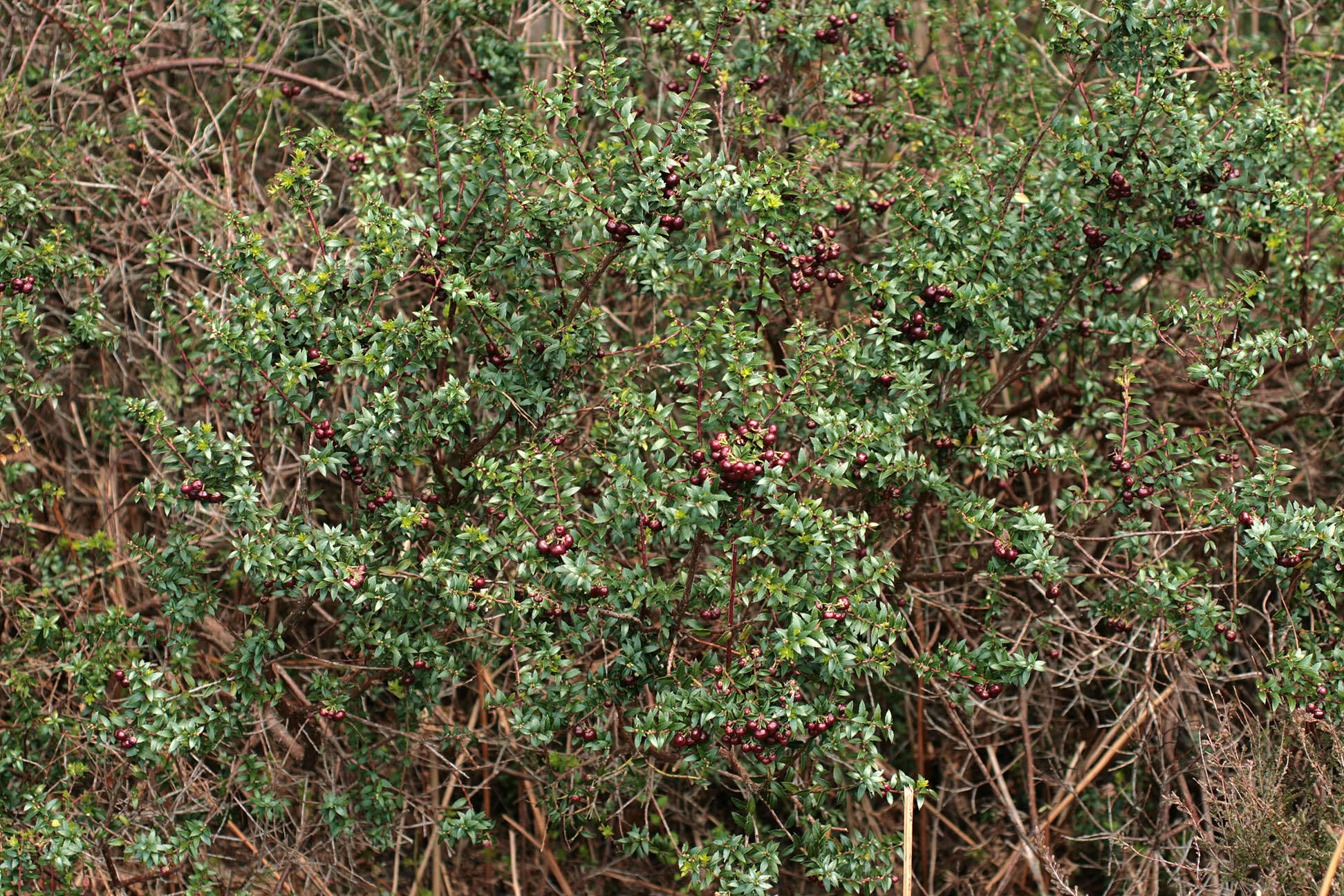 Image of Gaultheria mucronata (L. fil.) E. J. Remy