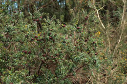 Image of Gaultheria mucronata (L. fil.) E. J. Remy