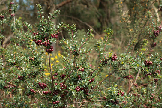 Image of Gaultheria mucronata (L. fil.) E. J. Remy