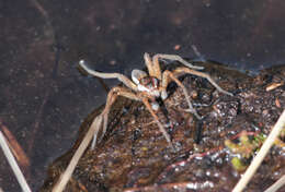 Plancia ëd Dolomedes fimbriatus (Clerck 1757)