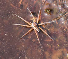 Plancia ëd Dolomedes fimbriatus (Clerck 1757)