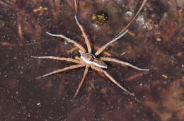 Plancia ëd Dolomedes fimbriatus (Clerck 1757)