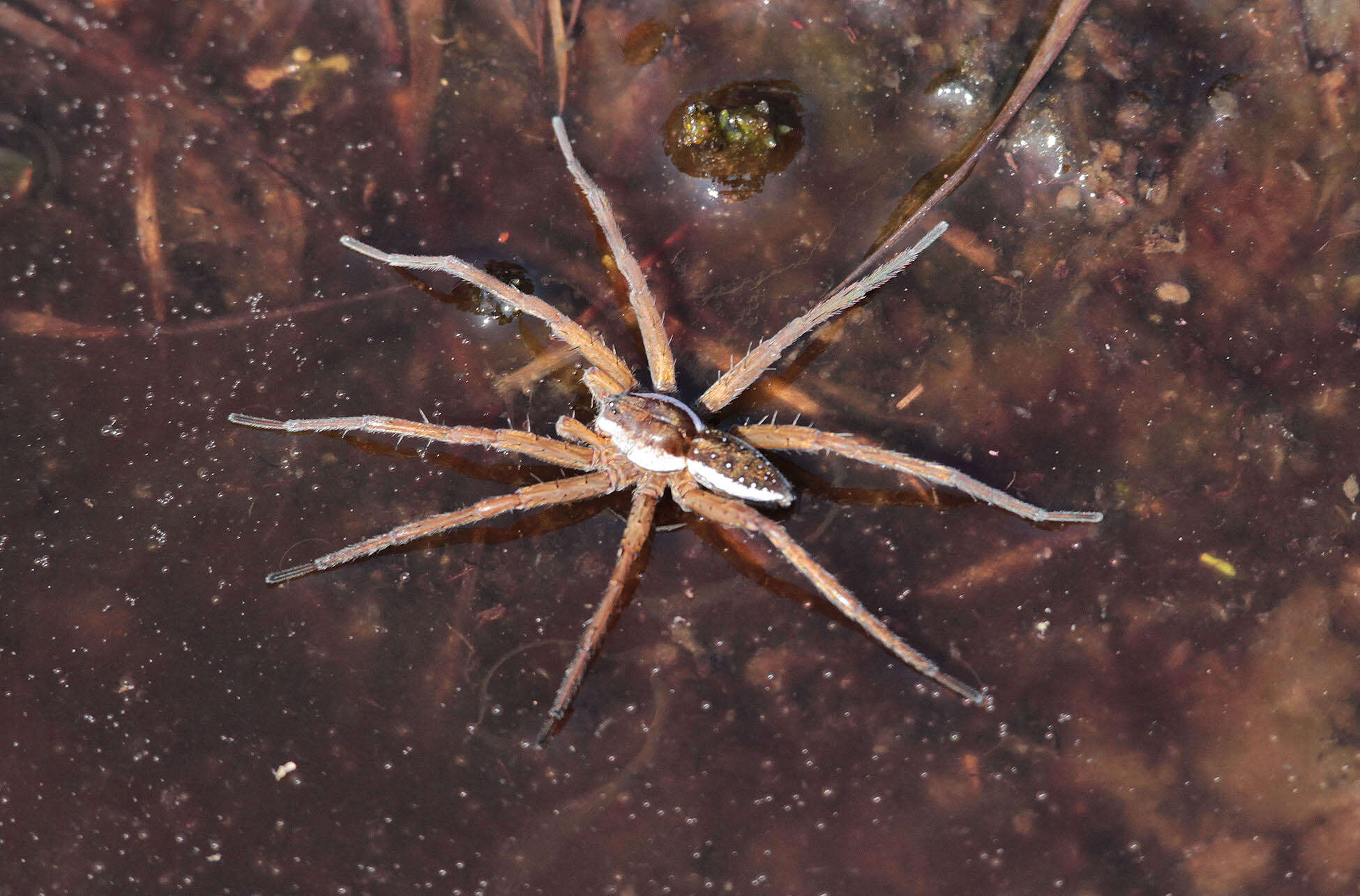 Image of Raft spider