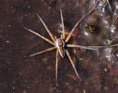 Plancia ëd Dolomedes fimbriatus (Clerck 1757)