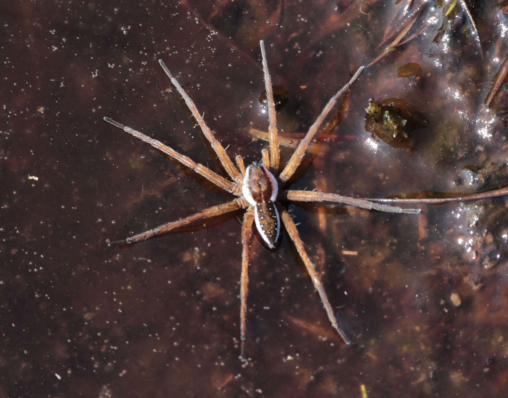 Plancia ëd Dolomedes fimbriatus (Clerck 1757)