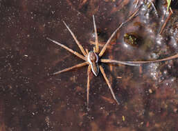 Plancia ëd Dolomedes fimbriatus (Clerck 1757)