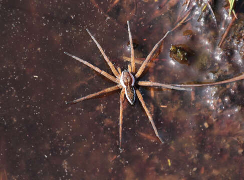 Image of Raft spider