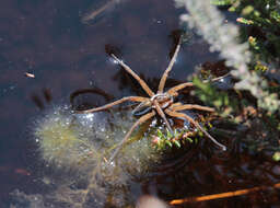 Plancia ëd Dolomedes fimbriatus (Clerck 1757)