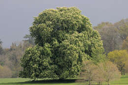 Image of European horse chestnut