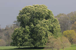 Image of European horse chestnut