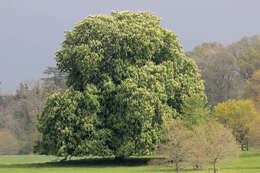 Image of European horse chestnut