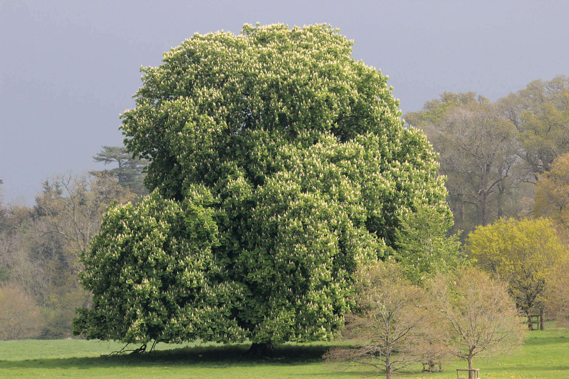 Image of European horse chestnut