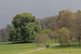 Image of European horse chestnut