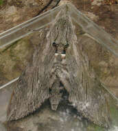 Image of convolvulus hawk moth