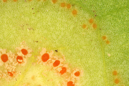 Imagem de Puccinia sessilis J. Schröt. 1870