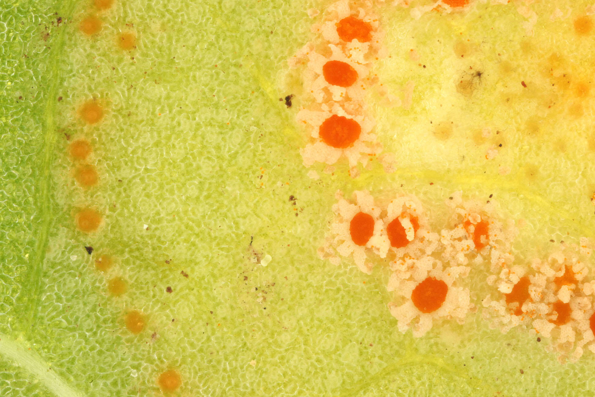 Imagem de Puccinia sessilis J. Schröt. 1870