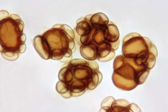 Plancia ëd Urocystis eranthidis (Pass.) Ainsw. & Sampson 1950