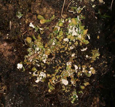 Image de Cladonia callosa Delise ex Harm.