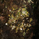 Image of Cladonia callosa Delise ex Harm.