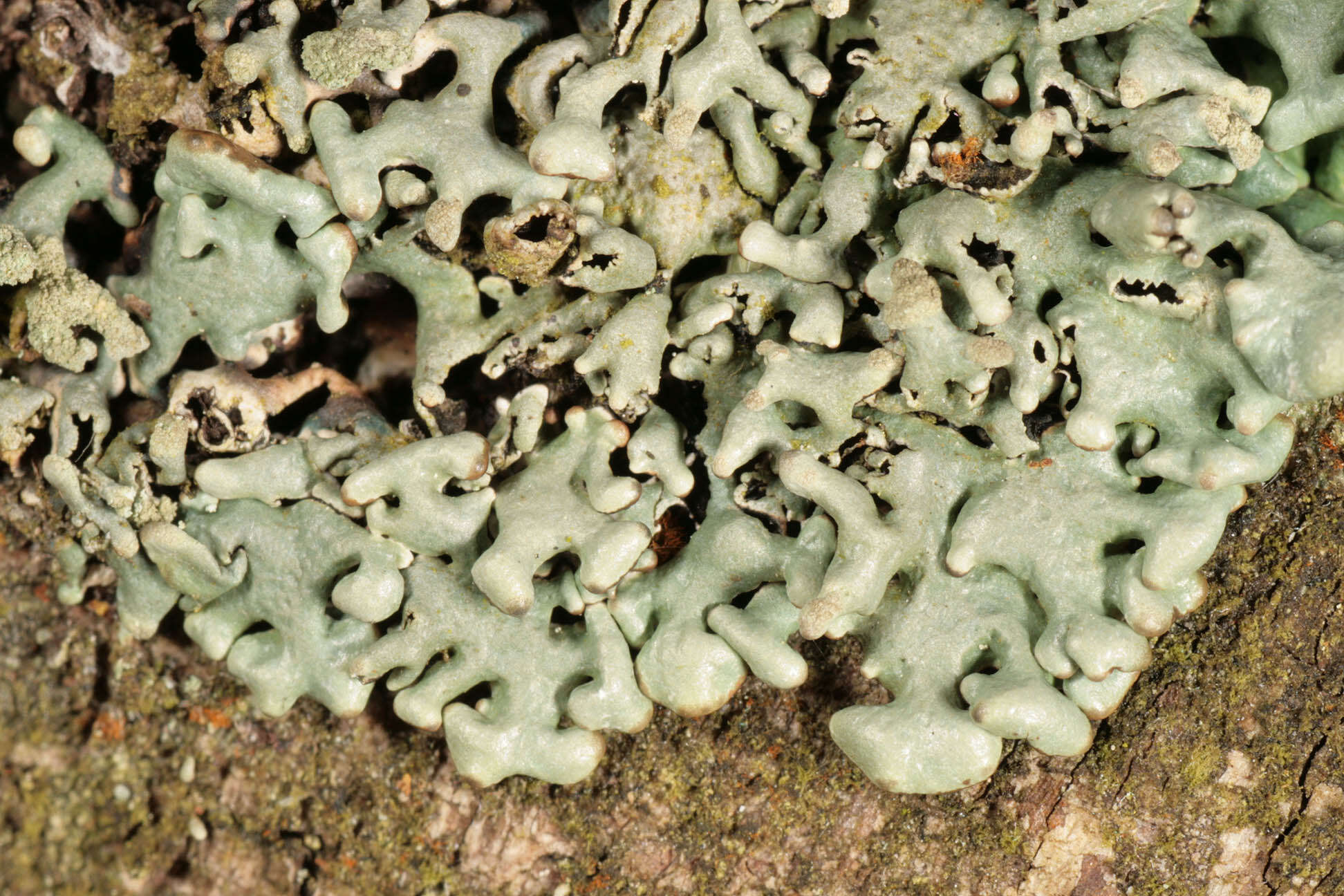 Image of Powder-headed tube lichen