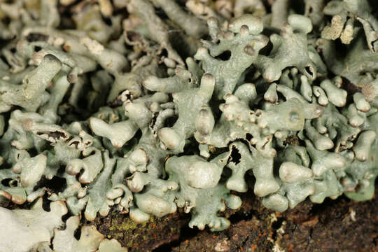 Image of Powder-headed tube lichen