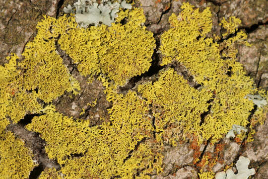 Image of lemon lichen