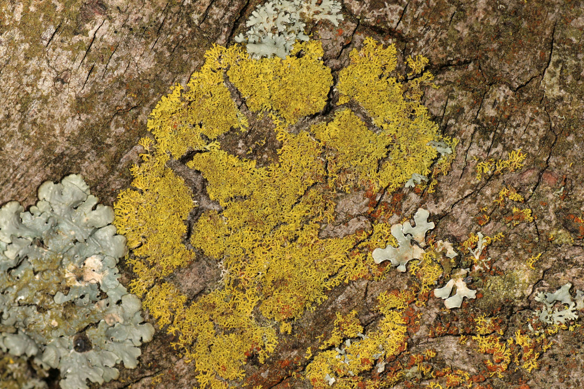 Image of lemon lichen