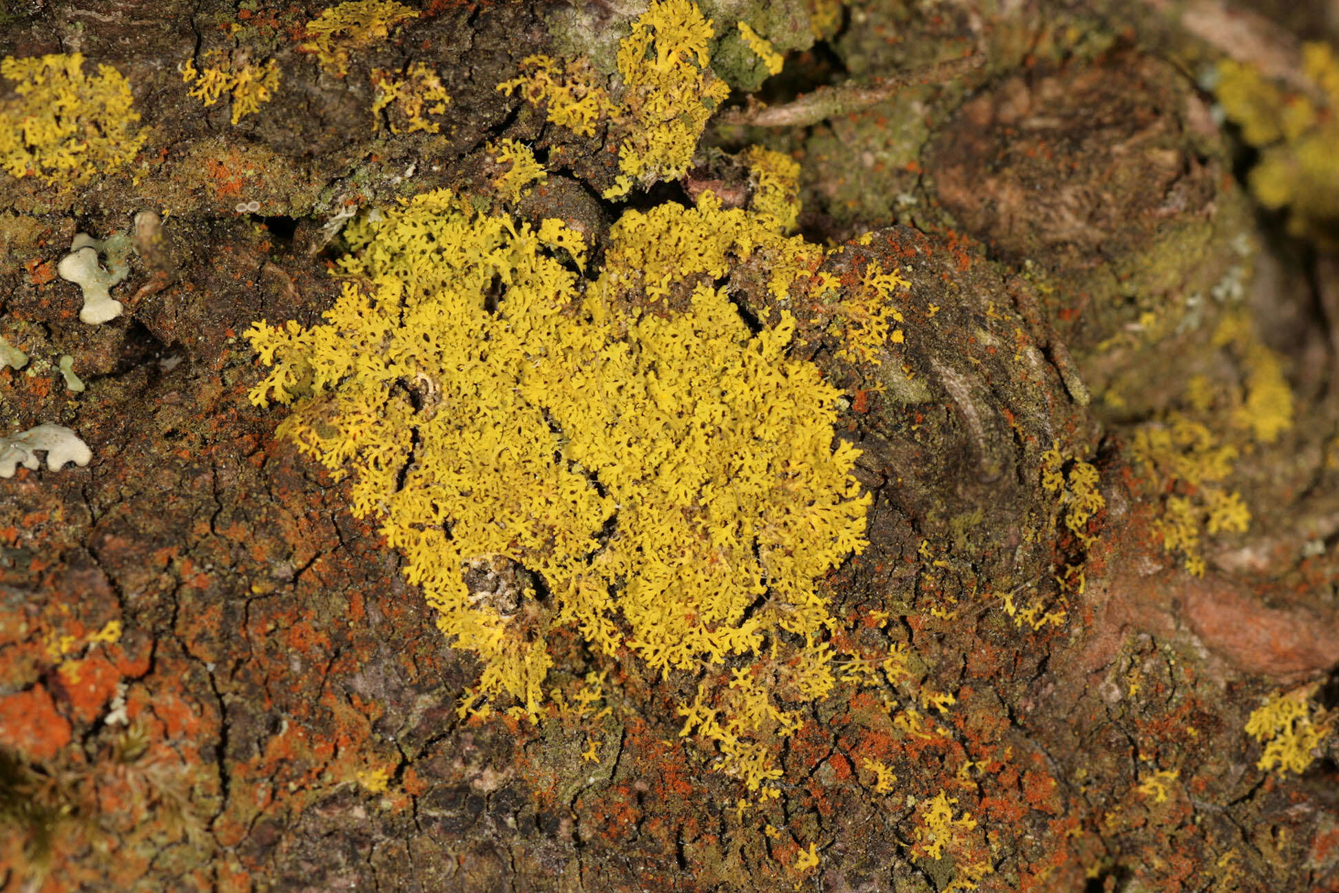 Image of lemon lichen