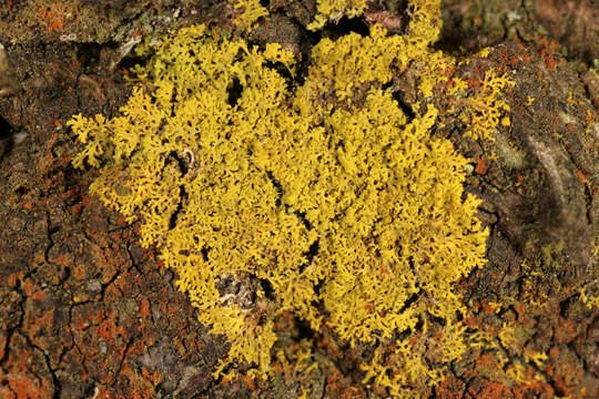 Image of lemon lichen