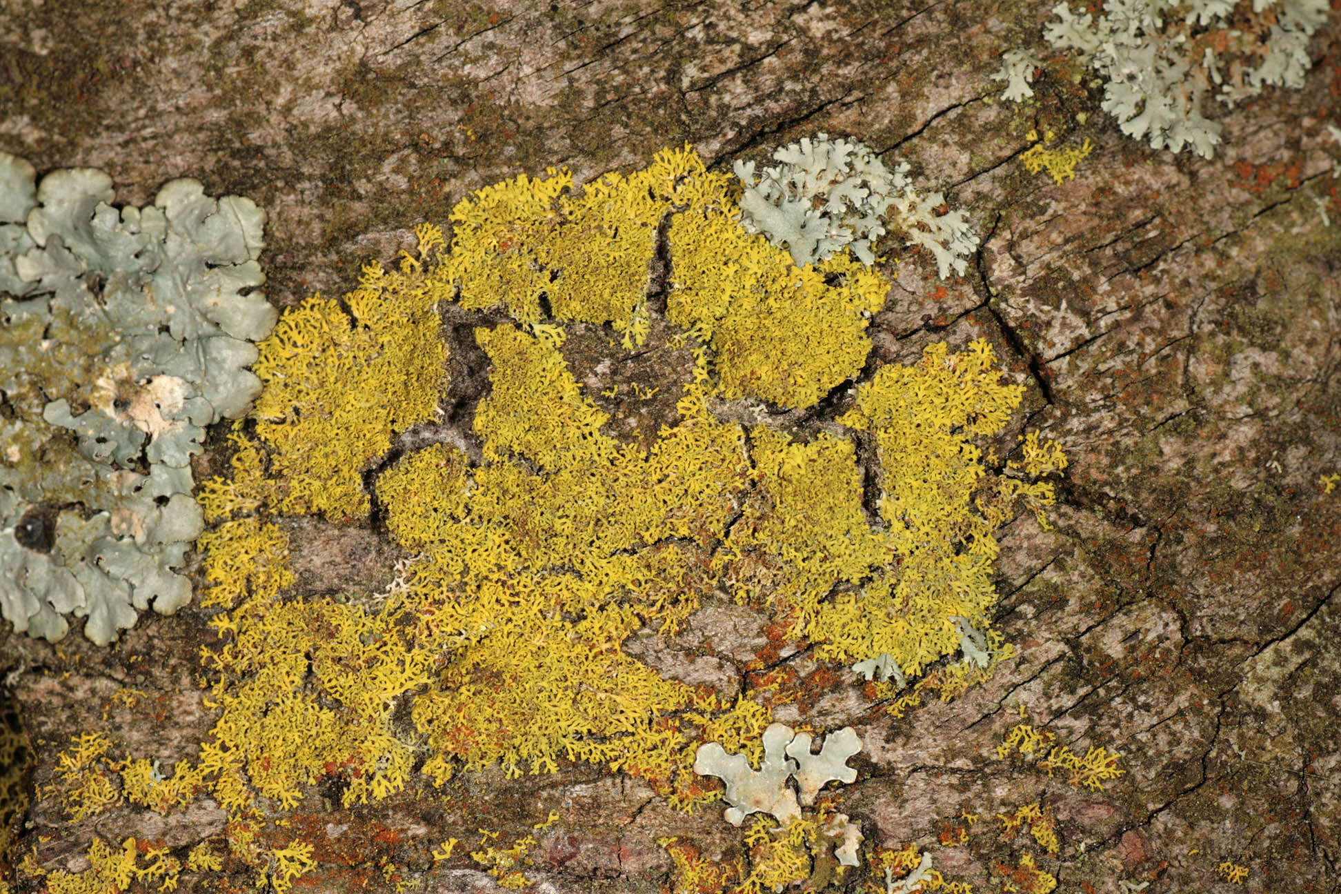 Image of lemon lichen