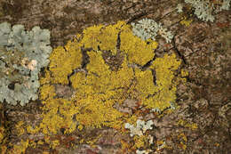 Image of lemon lichen