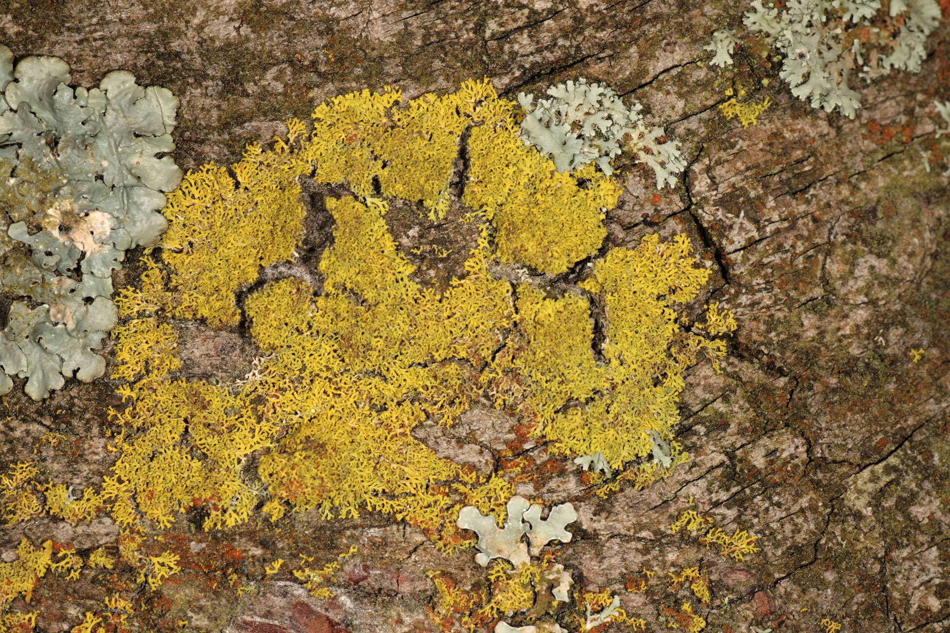 Image of lemon lichen