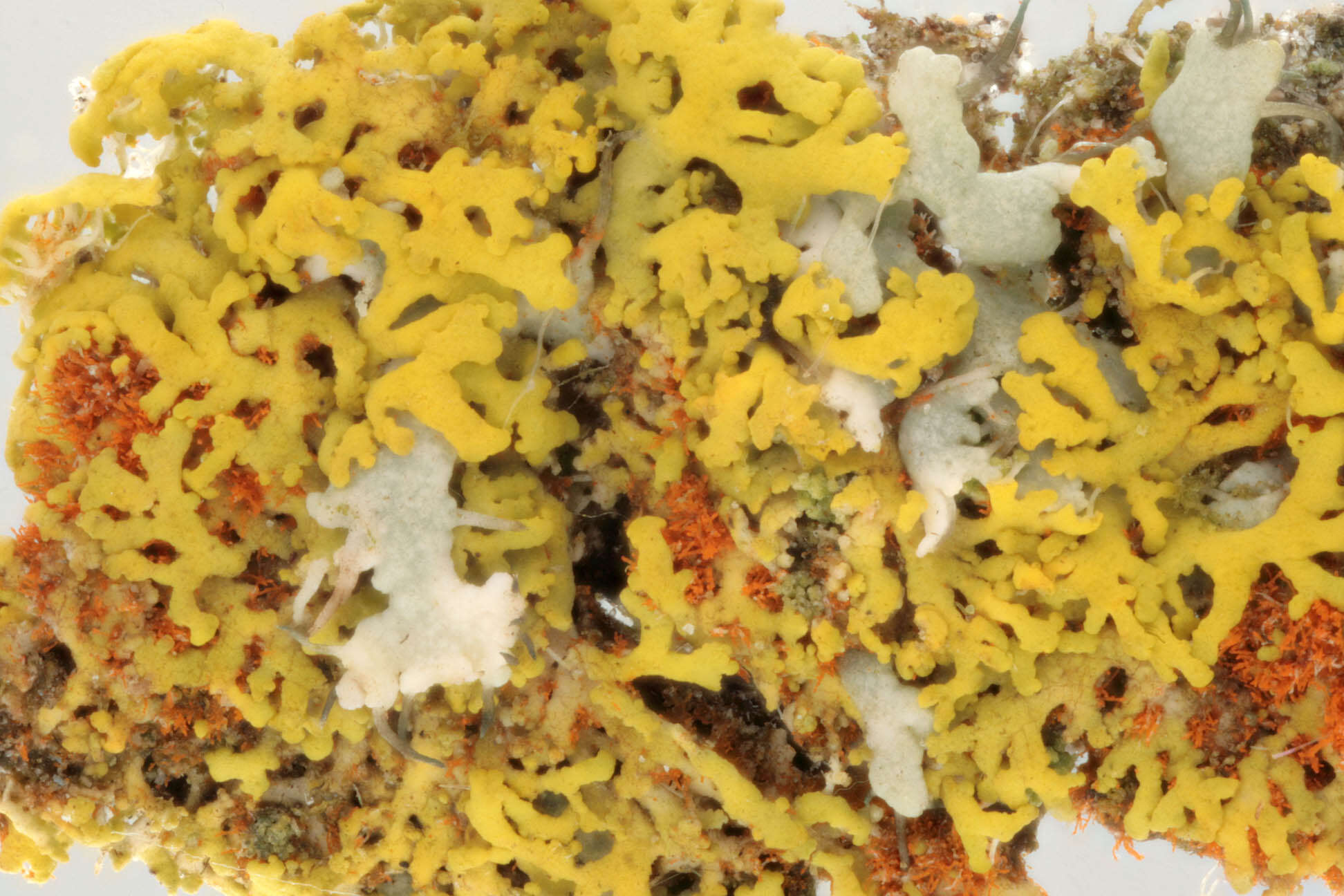 Image of lemon lichen